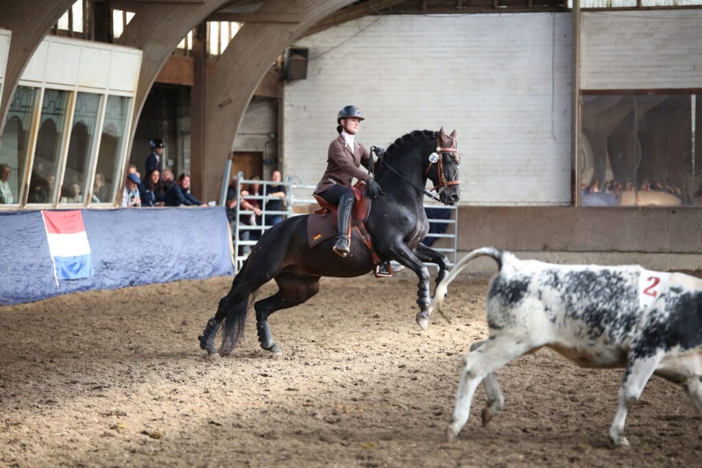 Reiterin auf schwarzem Pferd die ein Rind treibt - Working Equitation