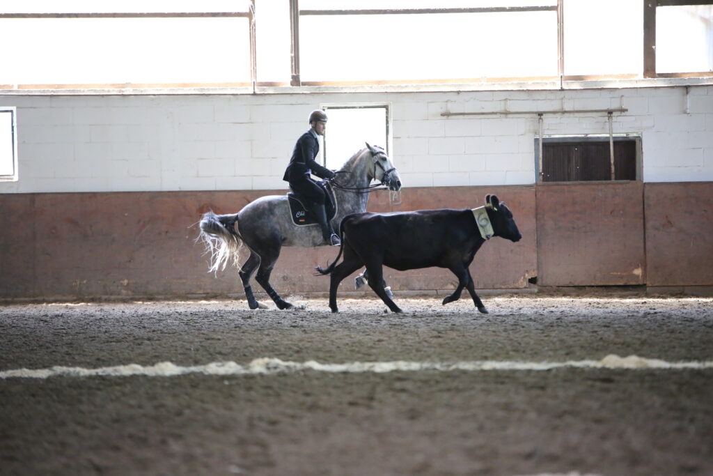 Elias Herold - Rinderarbeit Working Equitation
